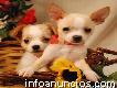 Amorosa Chihuahua Cachorros Para Adoção
