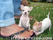 Amorosa Chihuahua Cachorros Para Adoção
