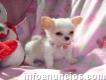 Color blanc y fuego Chihuahua cachorros con pedigree