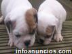 Adoptar hermosos Blanco Y Negro Cachorros bulldog inglés
