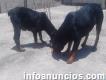 Preciosos cachorros Rottweiler a la venta