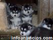 Puros cachorros de Alaska Malamute