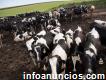 Lechería Holstein / Jersey, herford y vacas de angus para la
