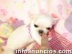 Perritos De Chihuahua en Adopción