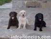 Cachorros de labrador con pedigree.