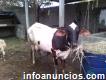 Venta de vaca F1 de holstein2parto recién parida de una becerra produce 7 litro de leche