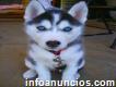 Perros de raza pura siberianos registrados Husky