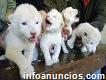 Cheetah Cubs, Lion Cubs and Tiger Cubs for sale -