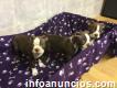 Adorable Litter Boston Terrier Puppies For Sale