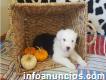 Old English Sheepdogs Puppies Available