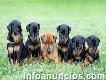 Miniature Pinscher Puppies For Sale