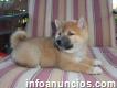 Family Raised Shiba Inu Puppies For Sale