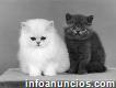 Cute Munchkin Kittens For Sale