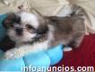 .. Adorable Young Male And Female Shih Tzu Pups