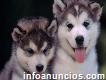 Alaska Malamute Puppies Available Now