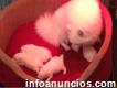 Fantastic Quality Japanese Spitz Puppies For Sale