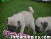 Obedient Male And Female Pug Puppies