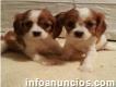 Ruby Cavalier King Charles Spaniel Puppies For Sale