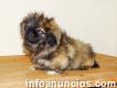 Adorable Pekingese Puppies For Sale