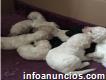 Estándar Poodle Puppies Available For Sale