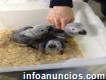 Hand Reared Talking African Grey Parrots