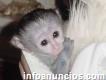 Regalo monos capuchino adopción