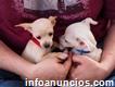 Chihuahua cachorros disponibles para las nuevas familias