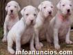 Cachorros Dogos Argentinos