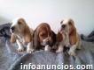 Preciosos Cachorros De Basset Hound