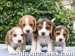 Beagles Tricolor Nacionales