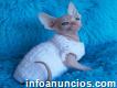 Canadian Sphynx kittens for sale (410) 618-4397