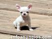 Chihuahua Cachorros Para La Adopción ..