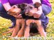 Airedale Terrier, Hermosos Cachorros