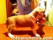Américan Staffordshire Terrier Musculosos Cachorritos