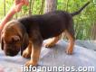 Bloodhound Astutos Cachorritos
