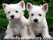 West Highland White Terrier Intrépidos Cachorritos