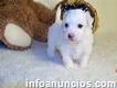 Maltese puppies for sale !