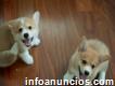 Cachorros de Corgi marrones y blancos