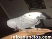 Hermosos Loros grises africanos Tamed Talking Inc Cage N Toys