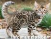 Healthy Savannah Kittens for re homing
