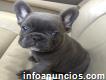 Bulldogs cachorros a la venta piden más información y fotos 419-901-9851