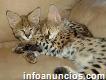 2018 Bien entrenados gatitos exóticos serval, savannah y caracal