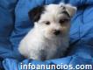 **súper adorable Yorkshire Terrier cachorros en venta