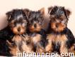 Male and Female Teacup Yorkie puppies