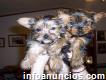 Gorgeous Teacup Yorkie Puppies Available Text us @ (804) 818-6065