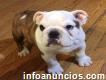 Bonitos Bulldog Inglés
