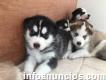 Hermosos cachorros de husky siberiano