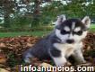 Hermosos cachorros de husky siberiano