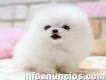 Adorable pedigrí Pomeranian cachorros listo