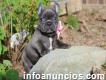 Adorable French bulldog Puppy